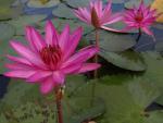 ภาพโดย(T.suwan)